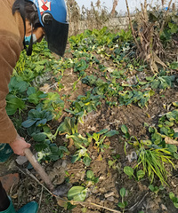 ȱ�£���̫�ѻ��ֵĲ˾���͵�����������ˣ�