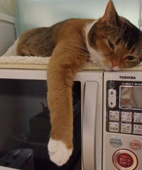 ���¹ڿ����ռǡ�������ʼ���� �����3�컹��ȫ��������