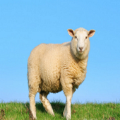 ��ս�������������1�� �ڶ��������Ѿ�û���ˣ�