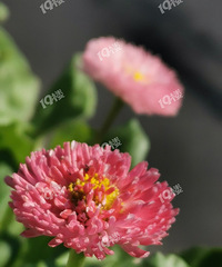 ���¹ڿ����ռǡ���̥��ͥ���Ϲ����Ҷ����ˣ�����̫���ѡ�