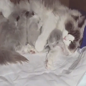 ë��������¶����