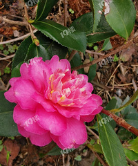 ��Ҷ�����ת���ģ��ҽ��춼��10���˻�û�� �Ҽ�����7��