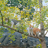 �Ҷ��� �����Ϻ���