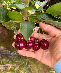 �ڰĴ����ǵ�һ�μ�ʶ���ʵĳ����ӣ���ժ�ĺ����� ����