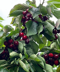 �ڰĴ����ǵ�һ�μ�ʶ���ʵĳ����ӣ���ժ�ĺ����� ����