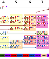 ר�ң��ڶ�����Ⱦ�߷�����������·ݣ���ģ��Ϊ����25-50%����