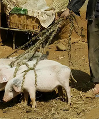 ���Ӱ��ϯ ����һ�˵��������񣺸�С�������� �����7��