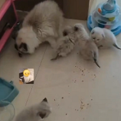 ��ʳ��ǰ ���ײ���