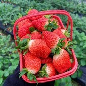 ���²�ݮ��ժ��������