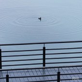 �����ſ���ȸ