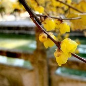 ÷�����Կຮ��