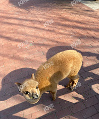 ������Ʊ78Ԫ��������������С���� ������ ÷��¹ ����