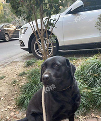 ��ɫ��������һ�����޳�������