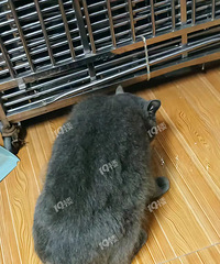 ������Ѱ����è����