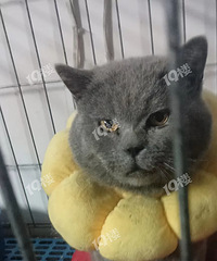 【急】寻找蓝猫主人