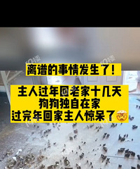 狗子拆家了!平湖有人过年回老家十多天,回嘉发现家里变天了…