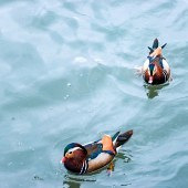 �������� �����պ�