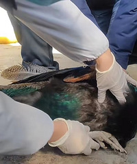 ʲô�������ڶ���԰��ͯ׷��Ϯ����ȸ ץסͷ���������ˤ��