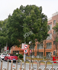 ����԰��Ҫ�Ľ�Ϊ�и�ְһ�廯ѧУ���������ж�Ҫ��Ǩ��