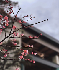 ����Ʊ��������ˢ���Ұ汾��+��侴��ݶ�������Ƭ�ĵط���