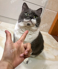 �����������è������һֻ���� һֻ���� �����ֻһ����