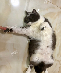 �����������è������һֻ���� һֻ���� �����ֻһ����