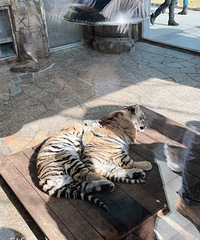 �ں��ݺ��Ϻ���ѡ��Ұ������԰ ���ȥ���Ϻ� ����500Ԫ��