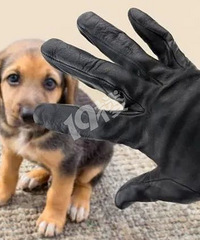 �Լҹ�������ɱ��������һ���������߻�2000Ԫ�����⳥��