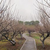 ֲ��԰��÷������