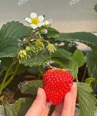 ��˾�����Ž����ڲ�ݮ��������������Ҳ�ݮ!