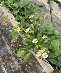 ��˾�����Ž����ڲ�ݮ��������������Ҳ�ݮ!