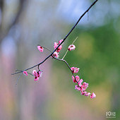 ÷������ �۷�����