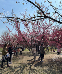 ����������ĩ̤����ȥ�� ����÷����ֲ��԰���ر��ʺ�С���ѡ�