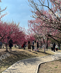 ����������ĩ̤����ȥ�� ����÷����ֲ��԰���ر��ʺ�С���ѡ�