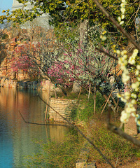 �Ժʱ�й���3�¿���ӭ�ͣ�һ��ʵ��ͼ��Ϯ��