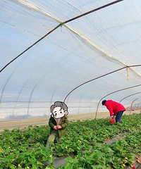 ��ĩ���޲ɲ�ݮ �ͳ��ۡ������������� �����ߺܶ���ﶼ����