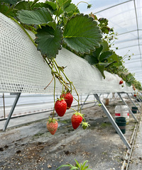 �߼ܲ�ݮ��ʮɫС���Ѳ�ժ��ũҵ���ֻ���������ѧ����ͬ��֪ʶ