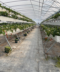 �߼ܲ�ݮ��ʮɫС���Ѳ�ժ��ũҵ���ֻ���������ѧ����ͬ��֪ʶ