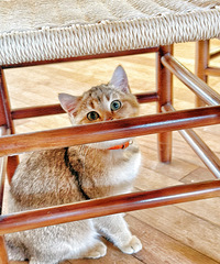 ��������Ƽ��������ߣè����Ʒ�� ���ּӱ���