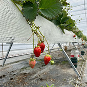 ��ݮС���Ѳ�ժ