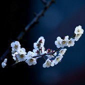 �ںڰ��� ���԰��