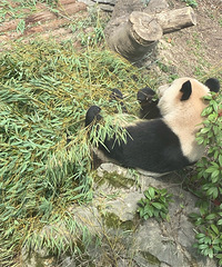 �Ϻ�����԰�Լ۱Ⱦ޸ߣ���Ʊ40������1��3������ѣ�