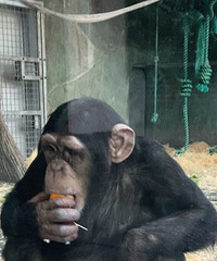 �Ϻ�����԰�Լ۱Ⱦ޸ߣ���Ʊ40������1��3������ѣ�