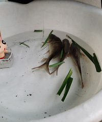 Ұ�����㵱��������Ҳ�������������ƻ������...