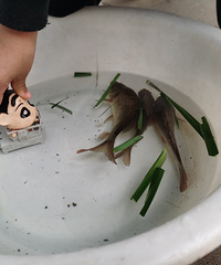 Ұ�����㵱��������Ҳ�������������ƻ������...