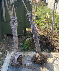 �Ͼ�С������� С��������µ����׷����ˡ�