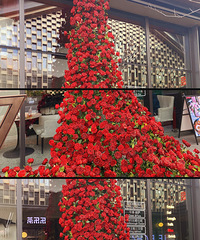 ����ʳ�ֲݡ�������õ�廨�ٲ� ��ҵ궮������