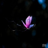 һ�����Ų��Ǵ�