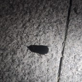 �㺢���ҳ���