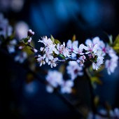 ������Ӱ